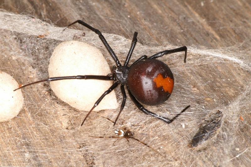 Latrodectus_hasselti_D3655_Z_88_Hamelin pool_Australie.jpg